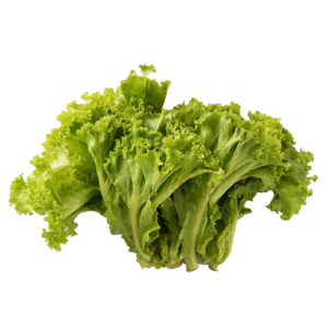 Lettuce Bunch (ผักกาดหอม)