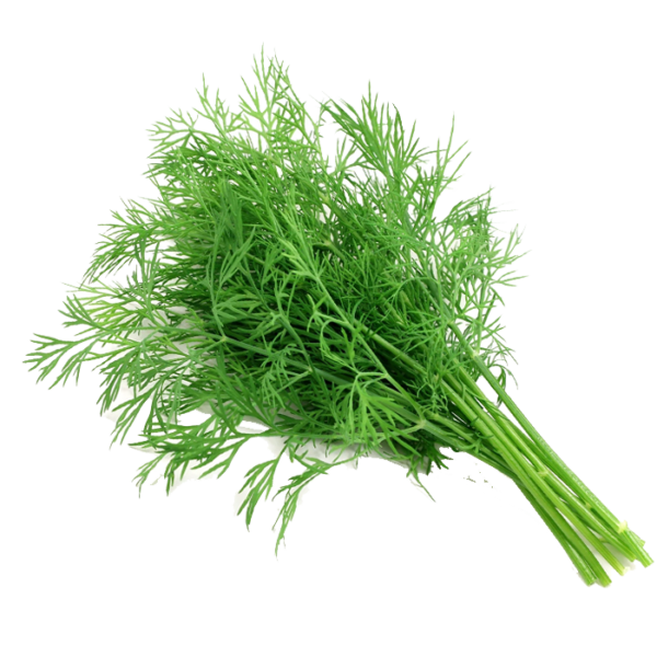 Culantro (ผักชีลาว)