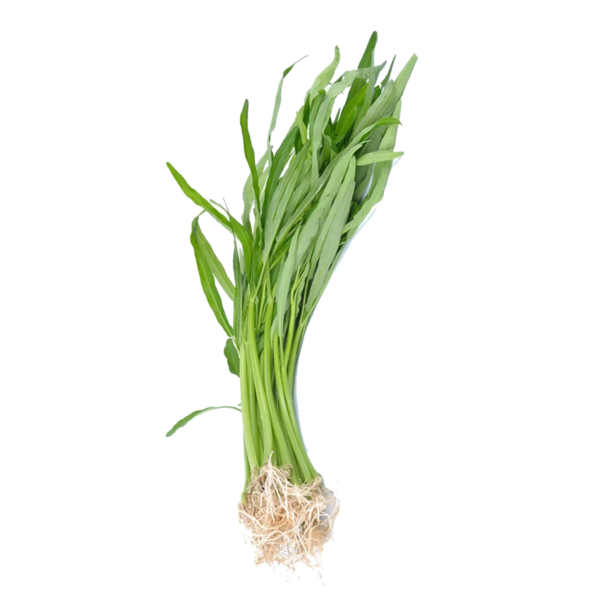 Chinese Water Spinach (ผักบุ้งจีน)