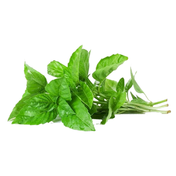 Thai Basil (ใบโหระพา)